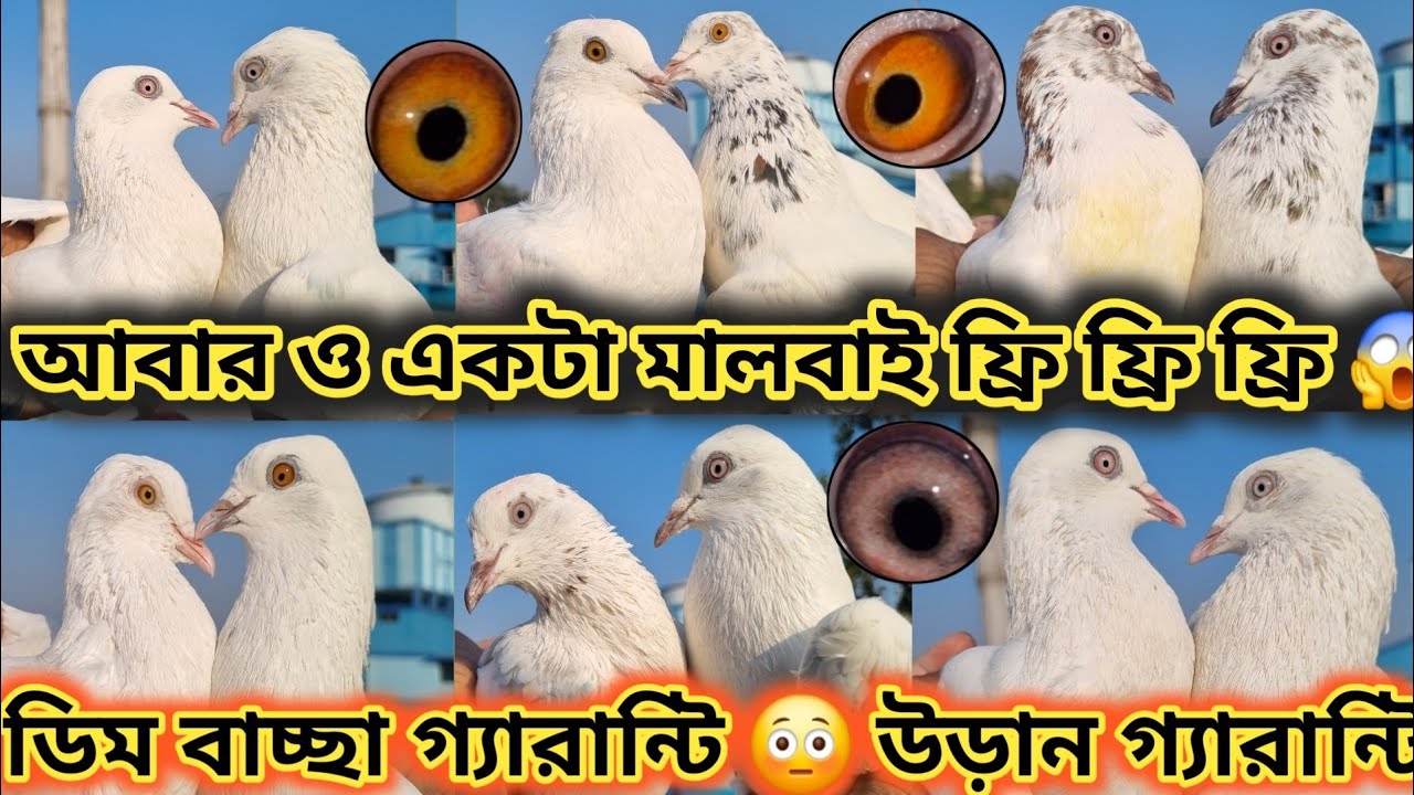 একটা মালবাই ফ্রি ফ্রি 😱💥 সুভাষ দার পায়রা বিক্রয় _ ডিম বাচ্ছা গ্যারান্টি 💥 ডেলিভারি পসিবল 💥