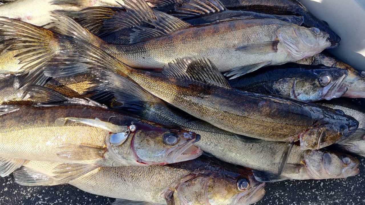 ORKA SMALLFISH PADDLETAIL TESTISSÄ | KUHAA JIGILLÄ SOKKONA POHJALINJASTA!