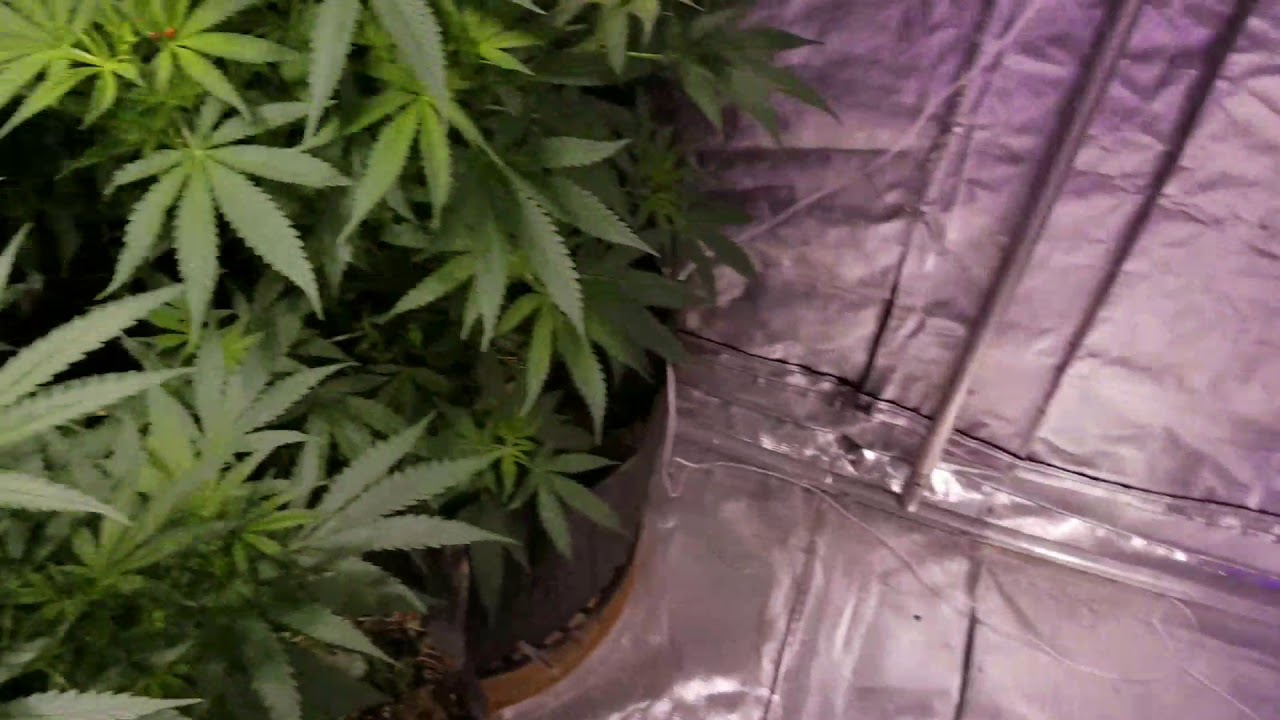 Beginning of flowering cycle