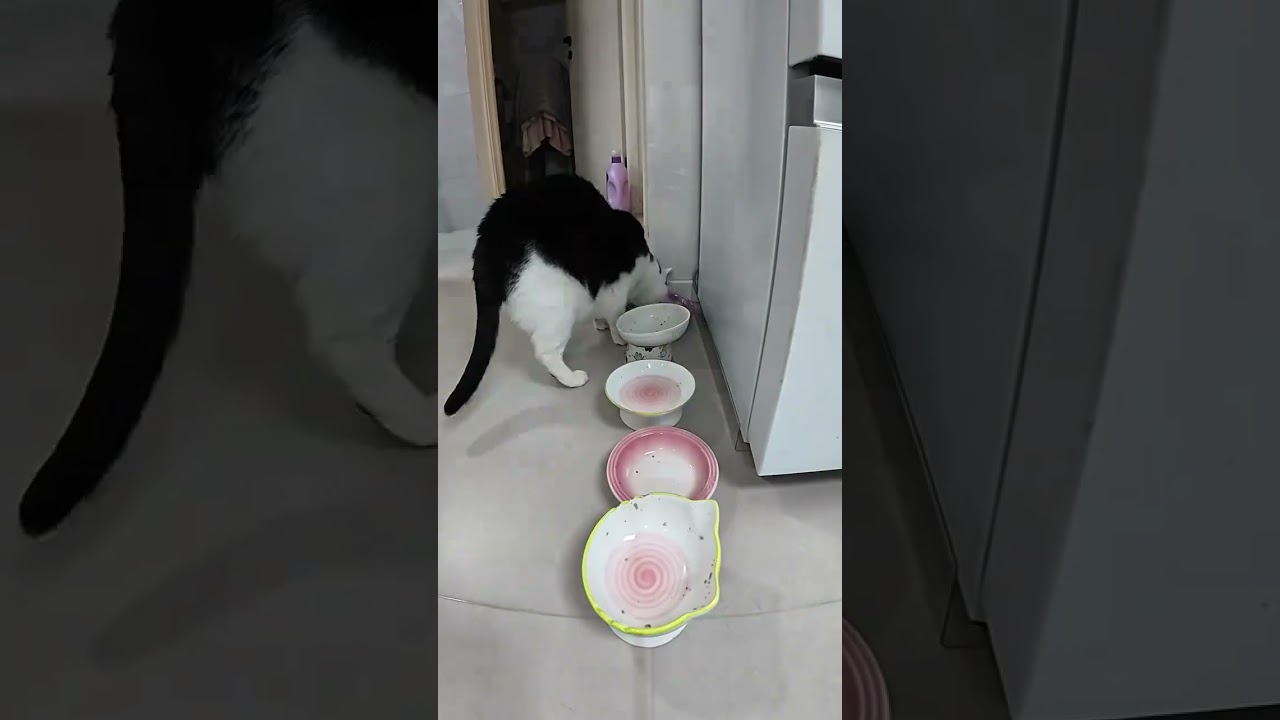 vlog.121 One Person Seven Cats Daily Updates After Work#Daily vlog#Diary of Living Alone#M