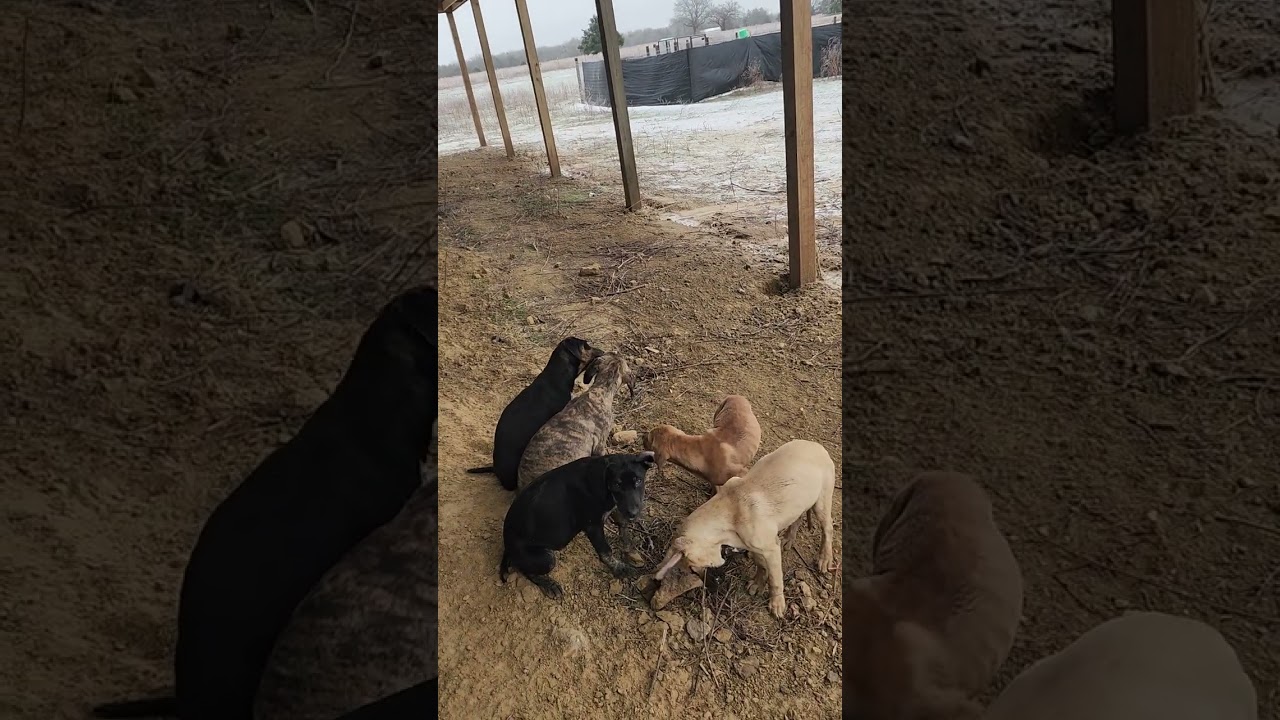 1.24.2026 Hur Family Farm farm update this week. #hurfamilyfarm #HurCompany #puppies #farming 