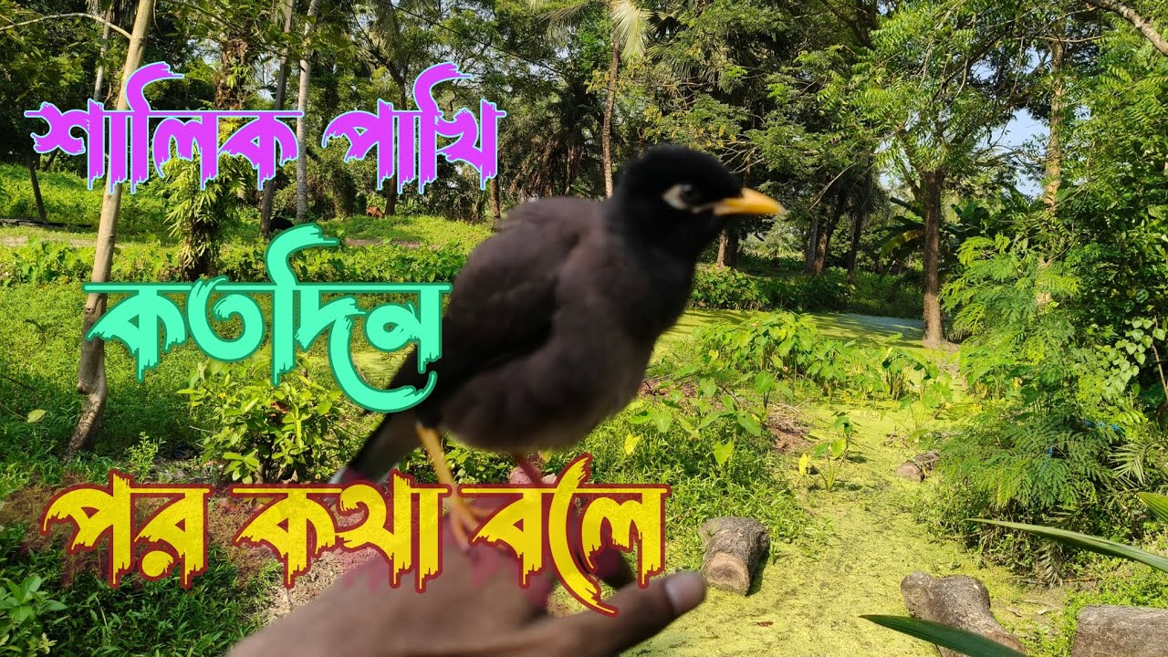 শালিকপাখিকতদিনপর কথাবলে#birds​ #শালিক​#শালিকপাখি​#shortfeed​ #short​#shorts​#parrot​#kobutor#youtube