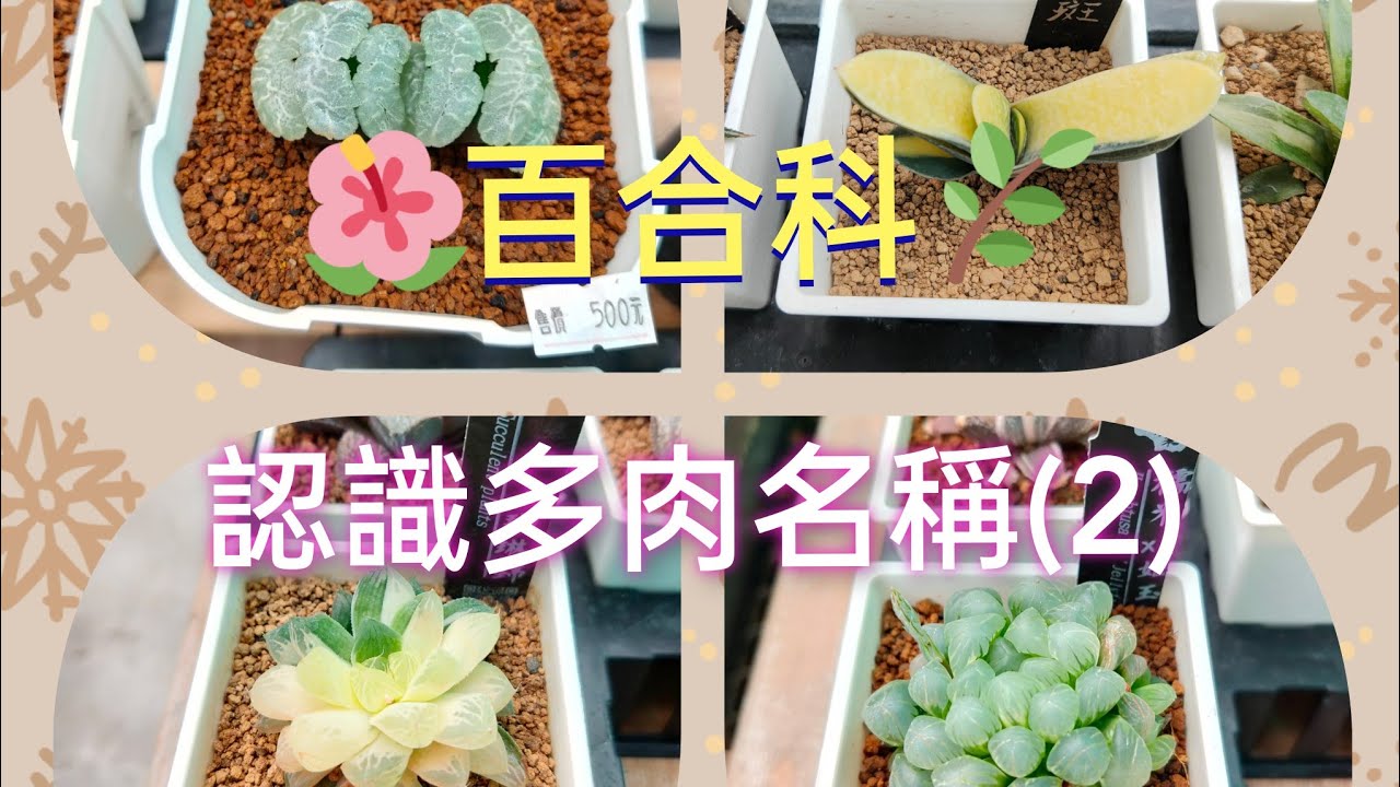 (多肉介紹)x百合科(二)x一起來認識眾多的肉肉們 #succulent #多肉植物 #百合科 #多肉 #多肉紹介 #壽