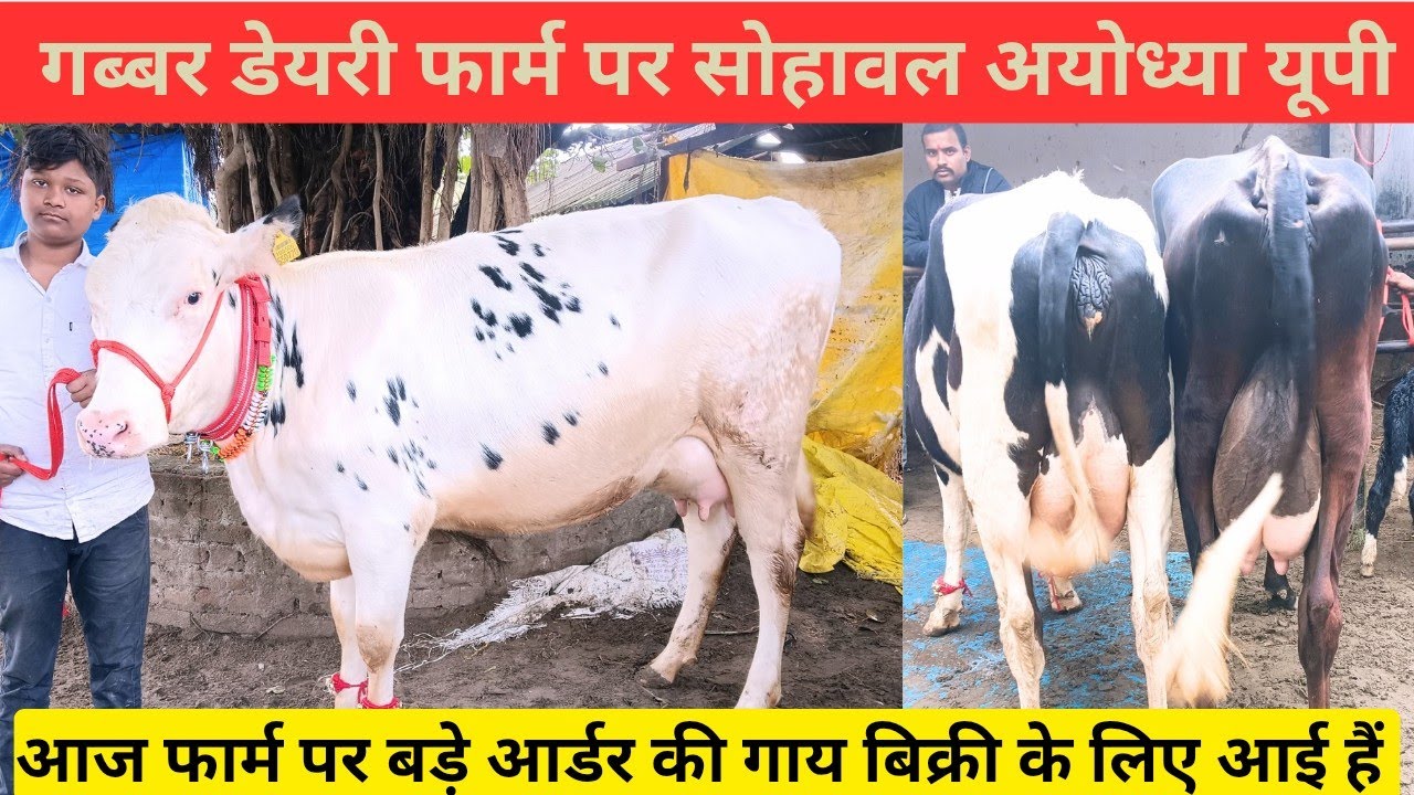 आज फार्म पर बड़े आर्डर की गाय बिक्री के लिए आई हैं,Gabbar Dairy Farm sohawal Ayodhya UP 