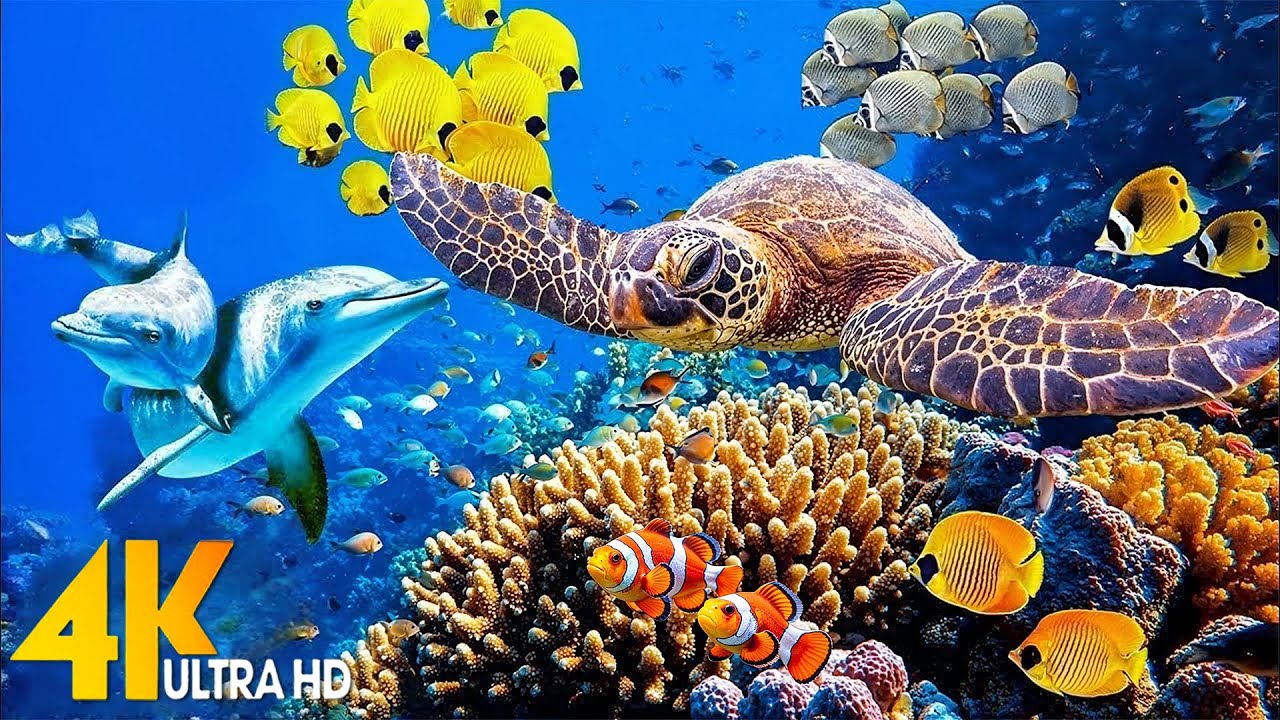 Ocean 4K - Sea Animals for Relaxation, Beautiful Coral Reef Fish in Aquarium - 4K Video Ultra HD #1
