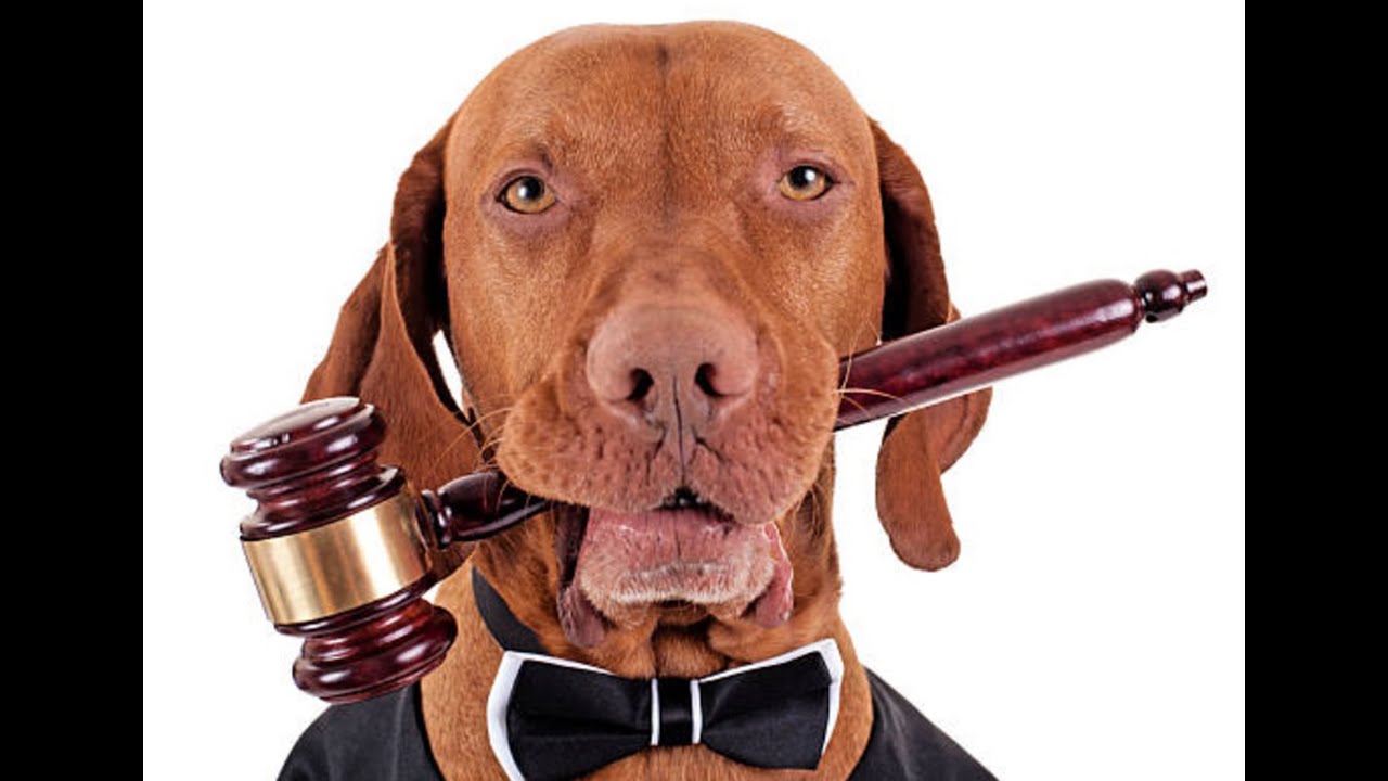 Educaci&oacute;n y responsabilidad, claves para el bienestar animal