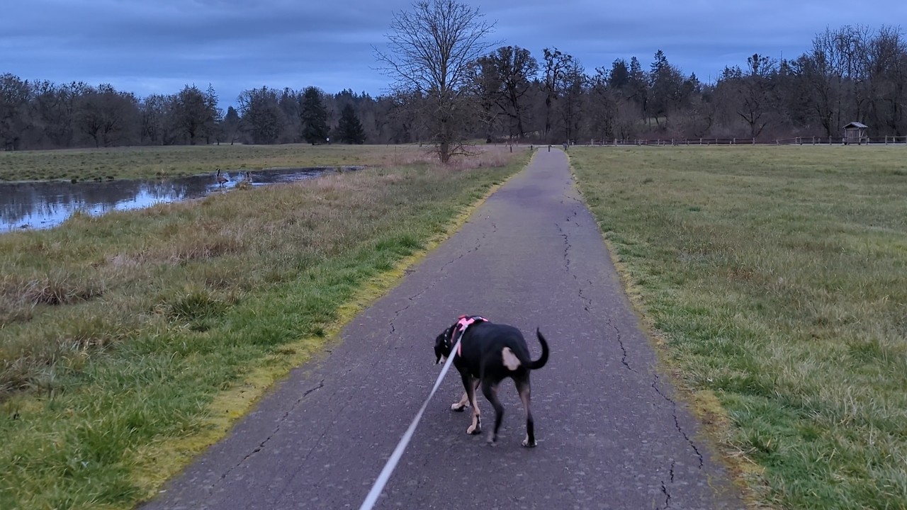 Overcast Morning Dog Walk | Wet Trail at 43°F – Champoeg State Park