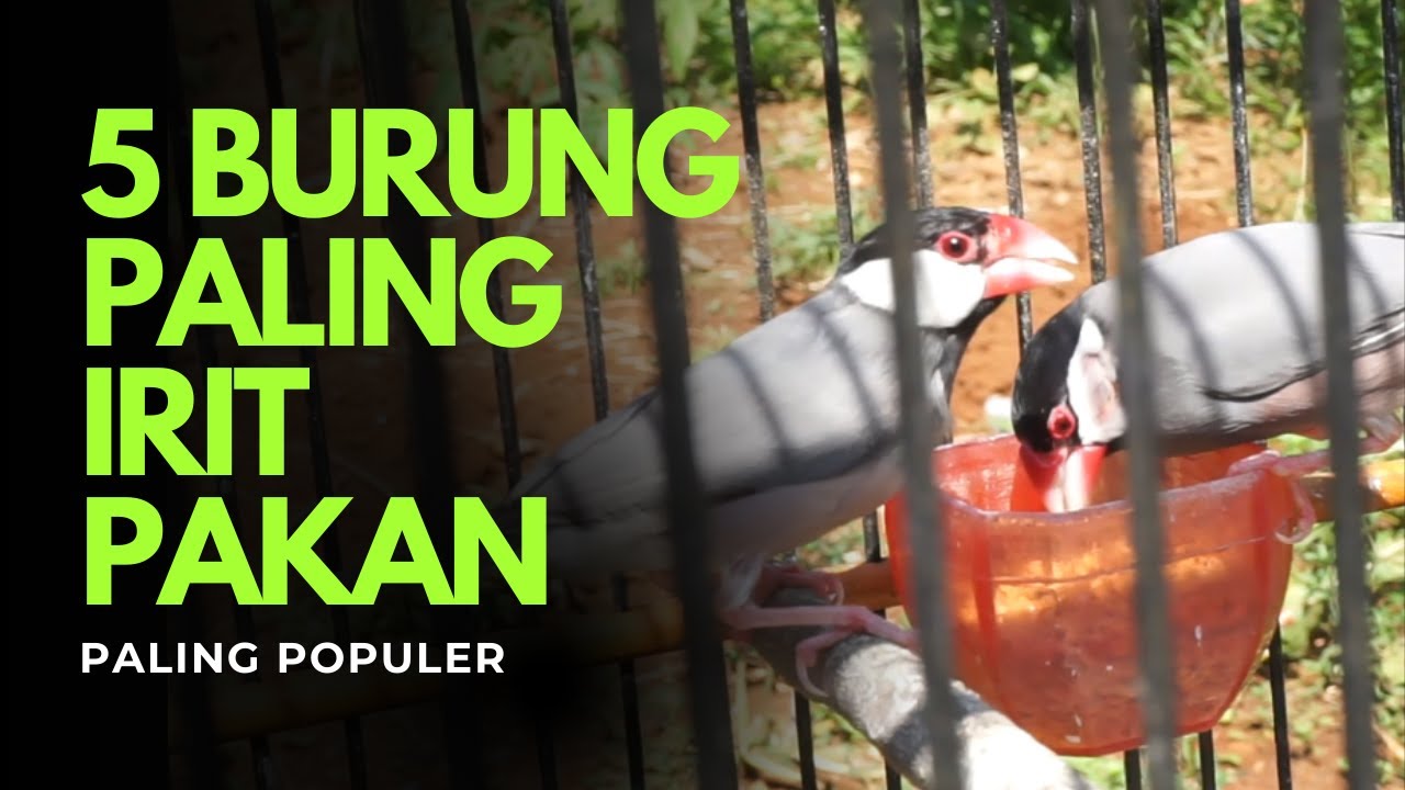 5 BURUNG PALING IRIT PAKANNYA