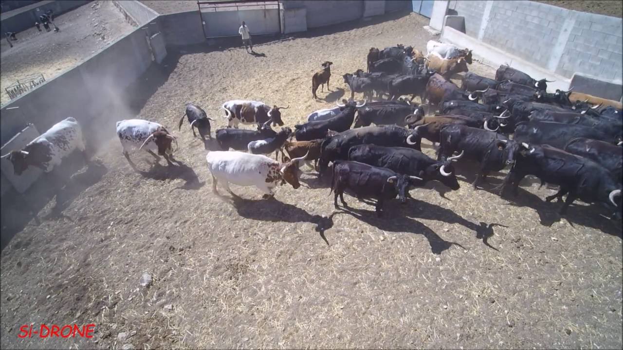 TOROS. GANADERIA ADELL PIQUER. HD