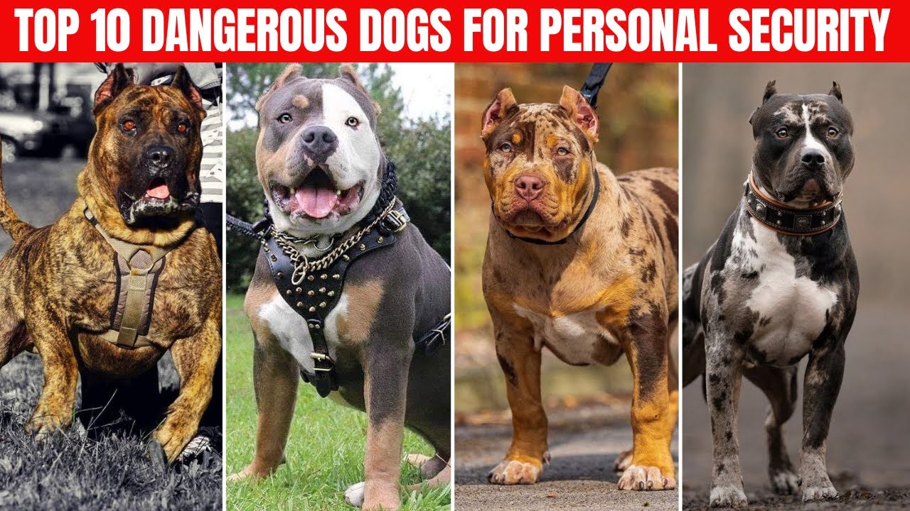 Top 10 Dangerous Dogs That Are Being Used for Personal Security.