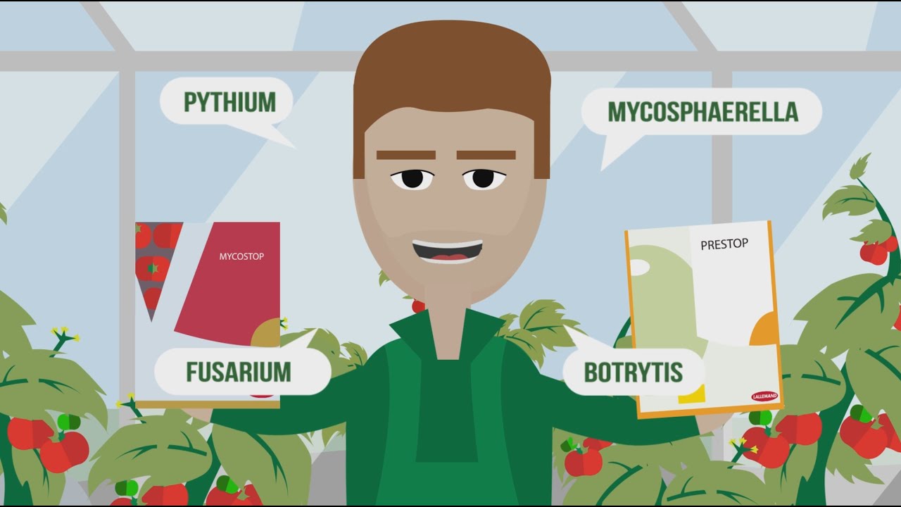 Schimmels bestrijden - Schimmels bestrijden met Prestop en Mycostop