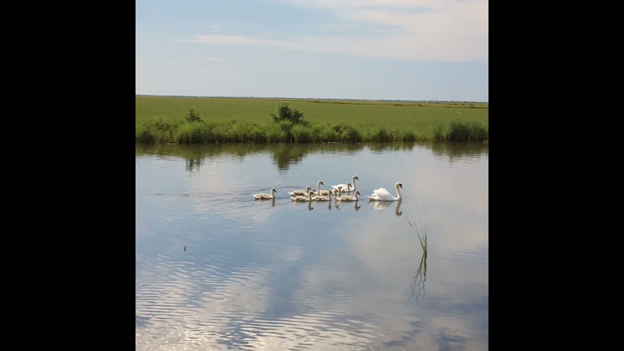 Pond Adventure #music #song #kidssongs #kidssong #kidsstory #animals #dog #cat #summer #frog #duck