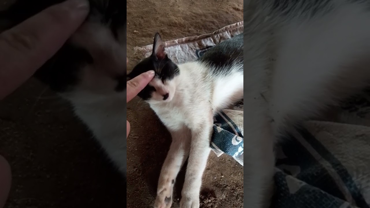 Funny Video cat & Funny dog Animal Ep.25 #cat #dog #funnyanimal #pet