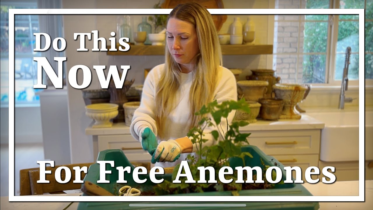 Деление корней японских анемонов для получения большего количества бесплатных растений // Пересад...