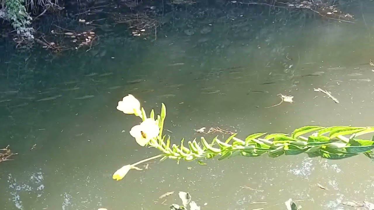 FAUNA & FLORA ITTICA dancing