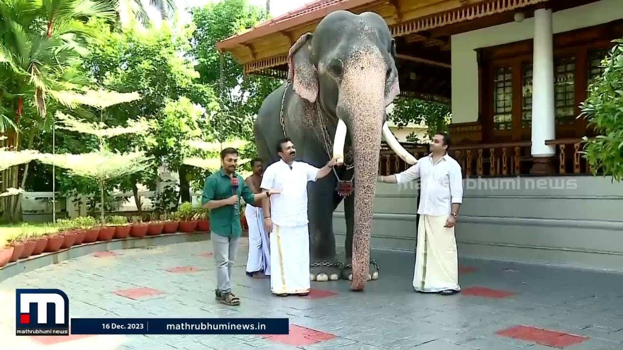 ബിസിനസ് തിരക്കുകൾക്കിടയിലും പ്രിയമേറിയ ആനക്കമ്പം; കാണാം ഗോപു നന്തിലത്തിന്റെ ആന സ്നേഹം
