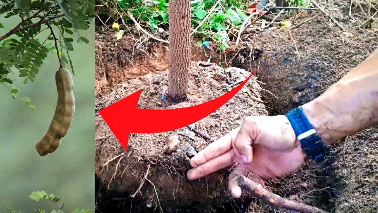 VEJA ESSAS DICAS INCRÍVEIS de YAMADORI, Bonsai de tamarindo!