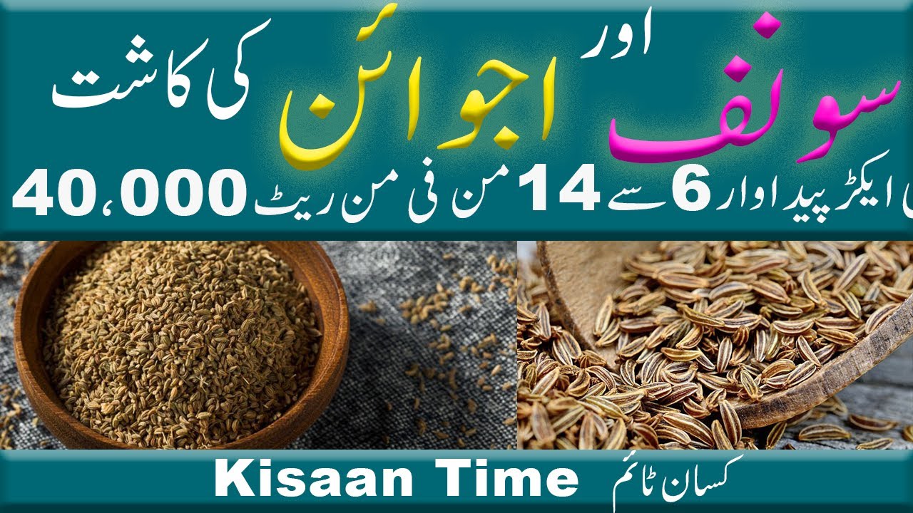 Saunf cultivation Ajwain ajwain ki kasht sonf ki kasht in pakistan fennel cultivation kisaantime ...
