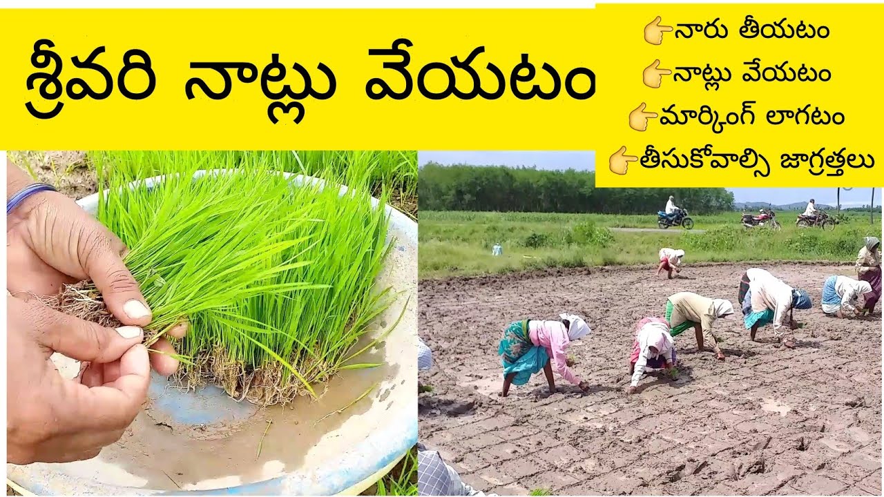 Srivari Cultivation Method | Sri Vari Sagu Cultivation Tips |srivari|grameena vyavasayam | Sri vari