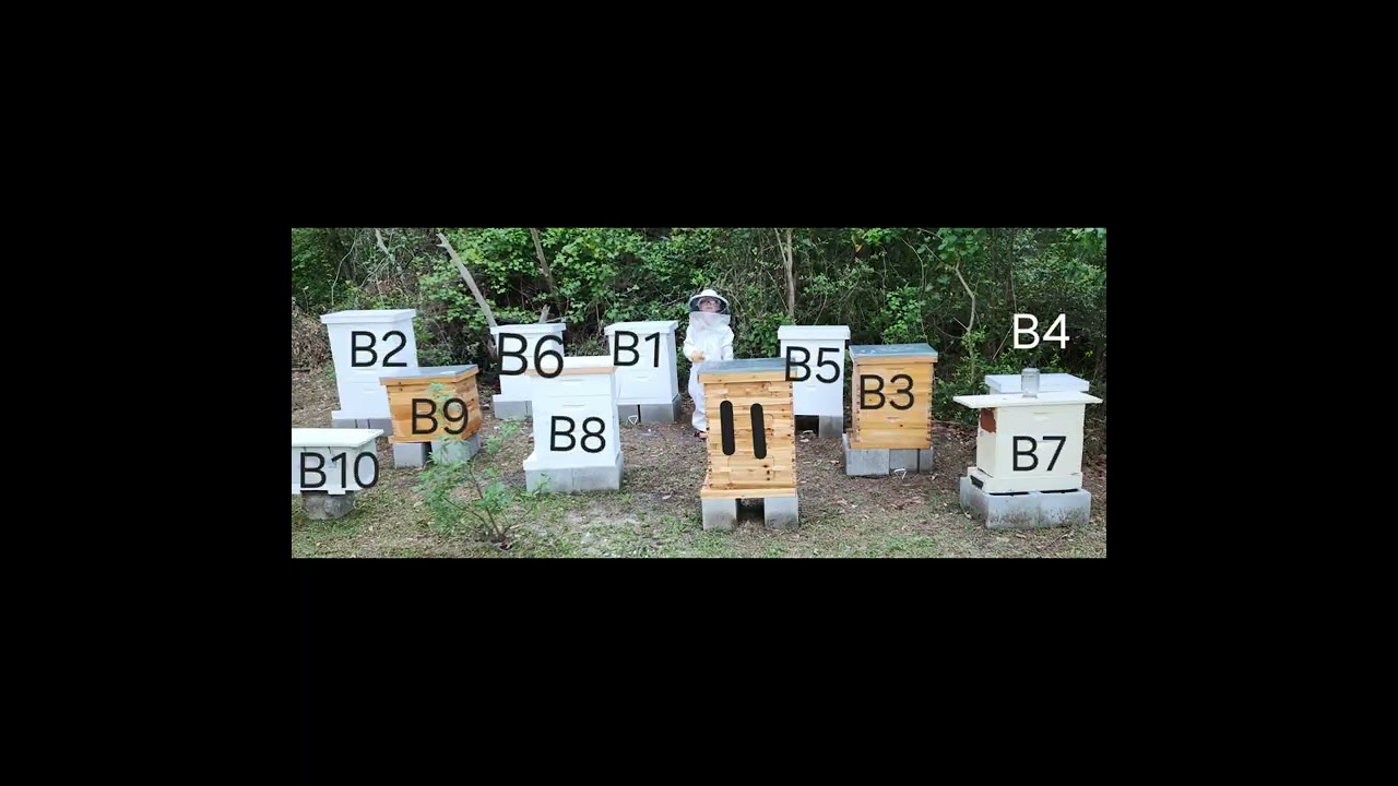 COLTONS BEES SPRING 2026
