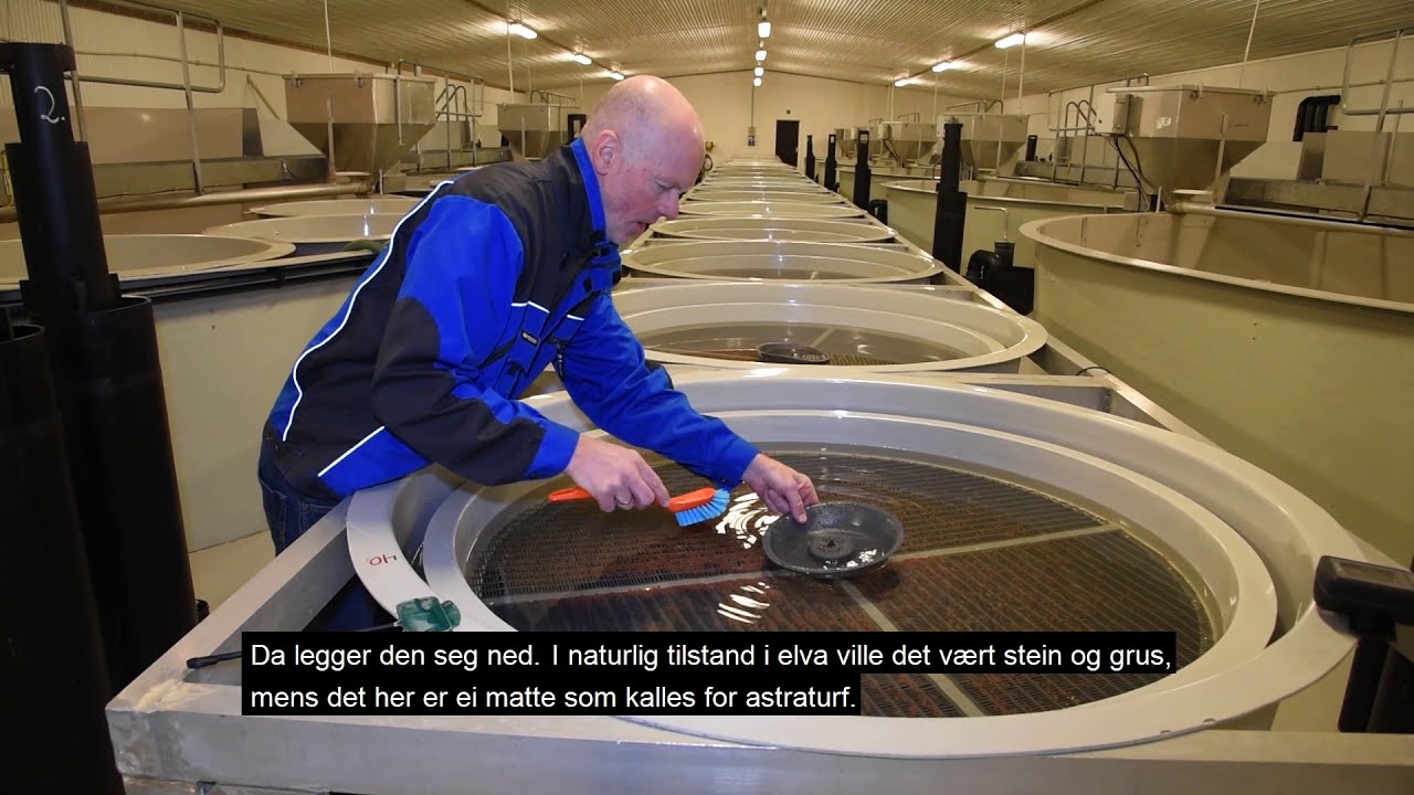 EPISODE 2: Klekking av øyerogn
