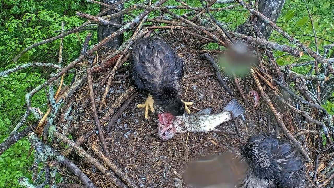 EP#452 #baldeagle Review birds in nest with nature #birdslovers #birdsounds #birdsnest #wildbirds