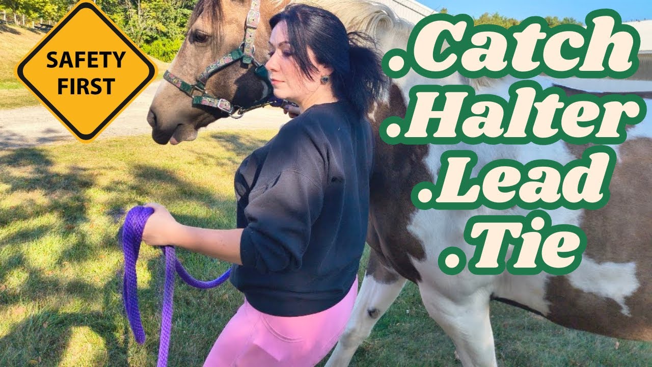 How to Catch,Halter,Lead and Tie a Horse:Easy Mode!