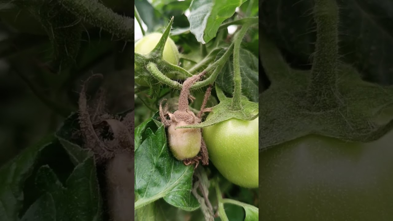 Control de hongo botritis en el cultivo de tomate #tomate #botritis#hongos