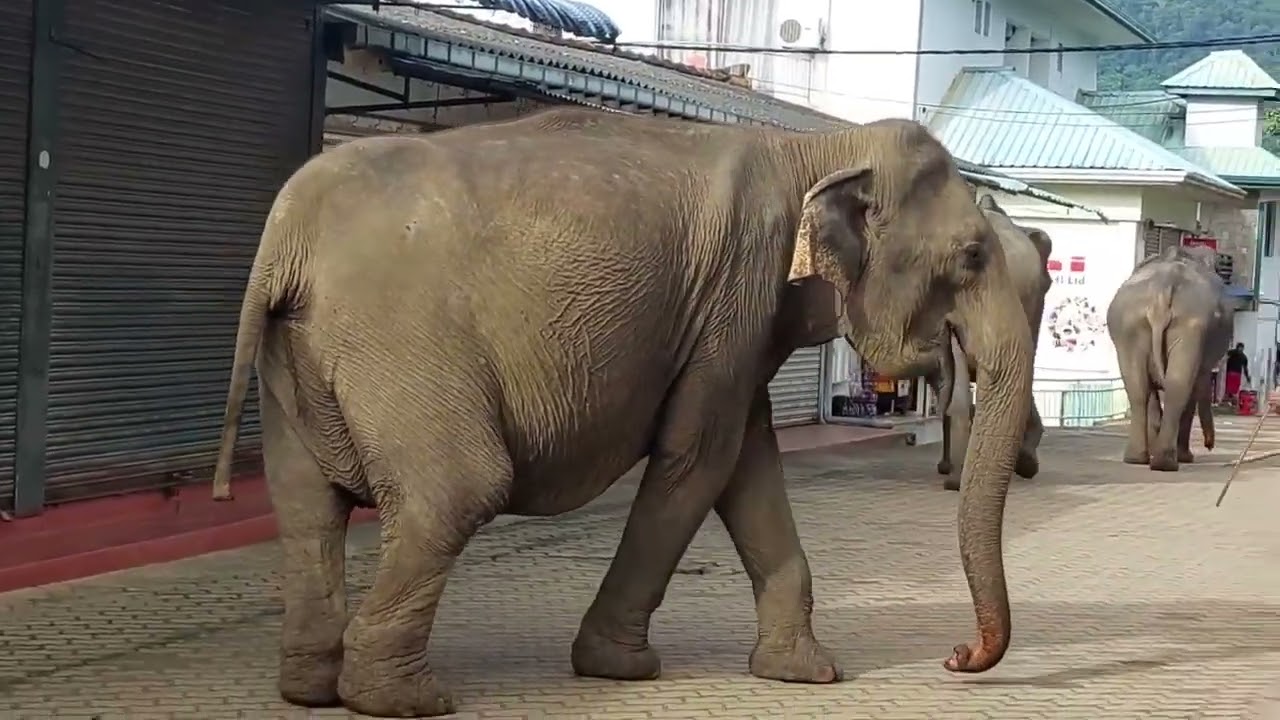 Elephant Attacks Dog #elephant #attack #dog