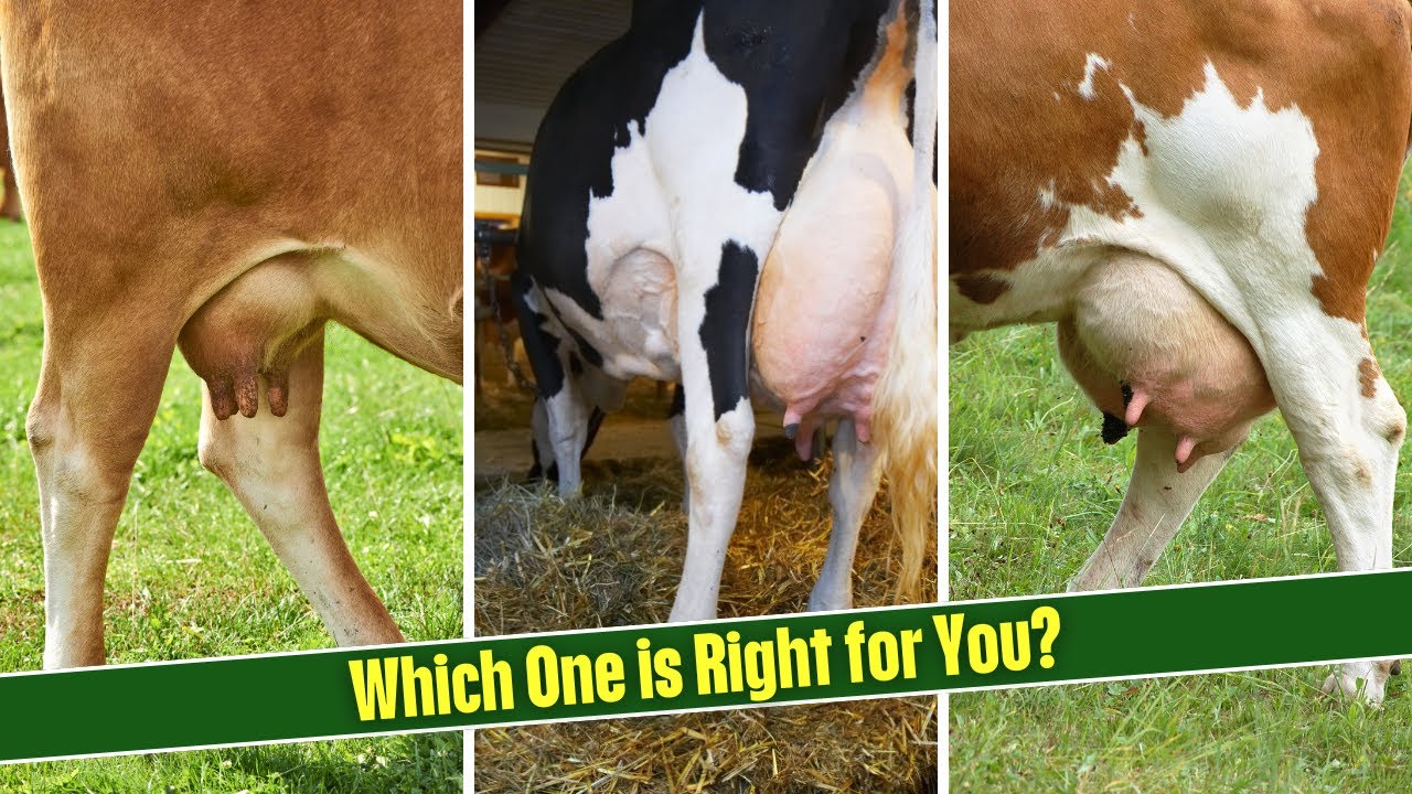 Best Cow Breed for Milk in India | A1 vs A2 Milk & Top Choices for Farmers