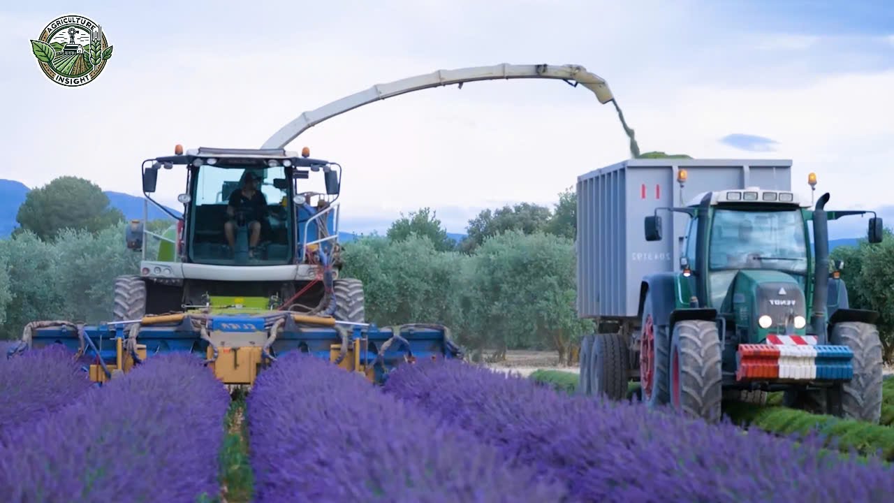 3.1 Million Pounds Of Lavender Are Harvested And Processed This Way | Farming Documentary