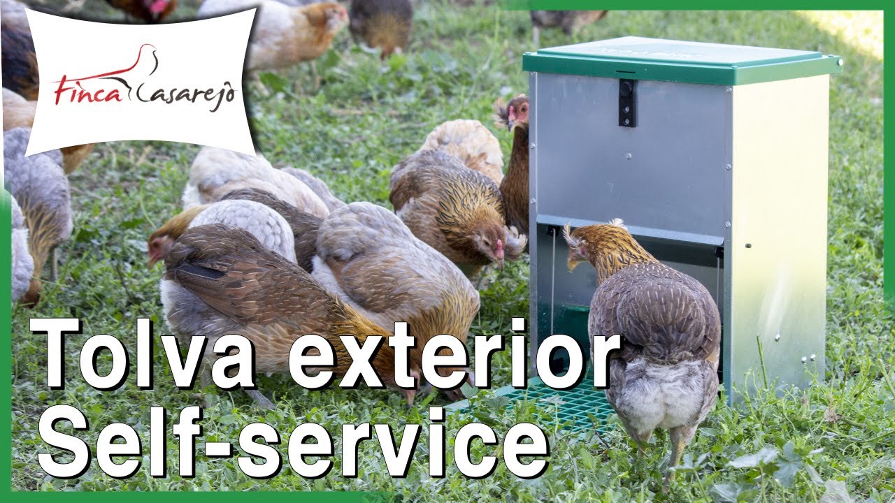 Tolva autoservicio. Comedero para gallos y gallinas ✅
