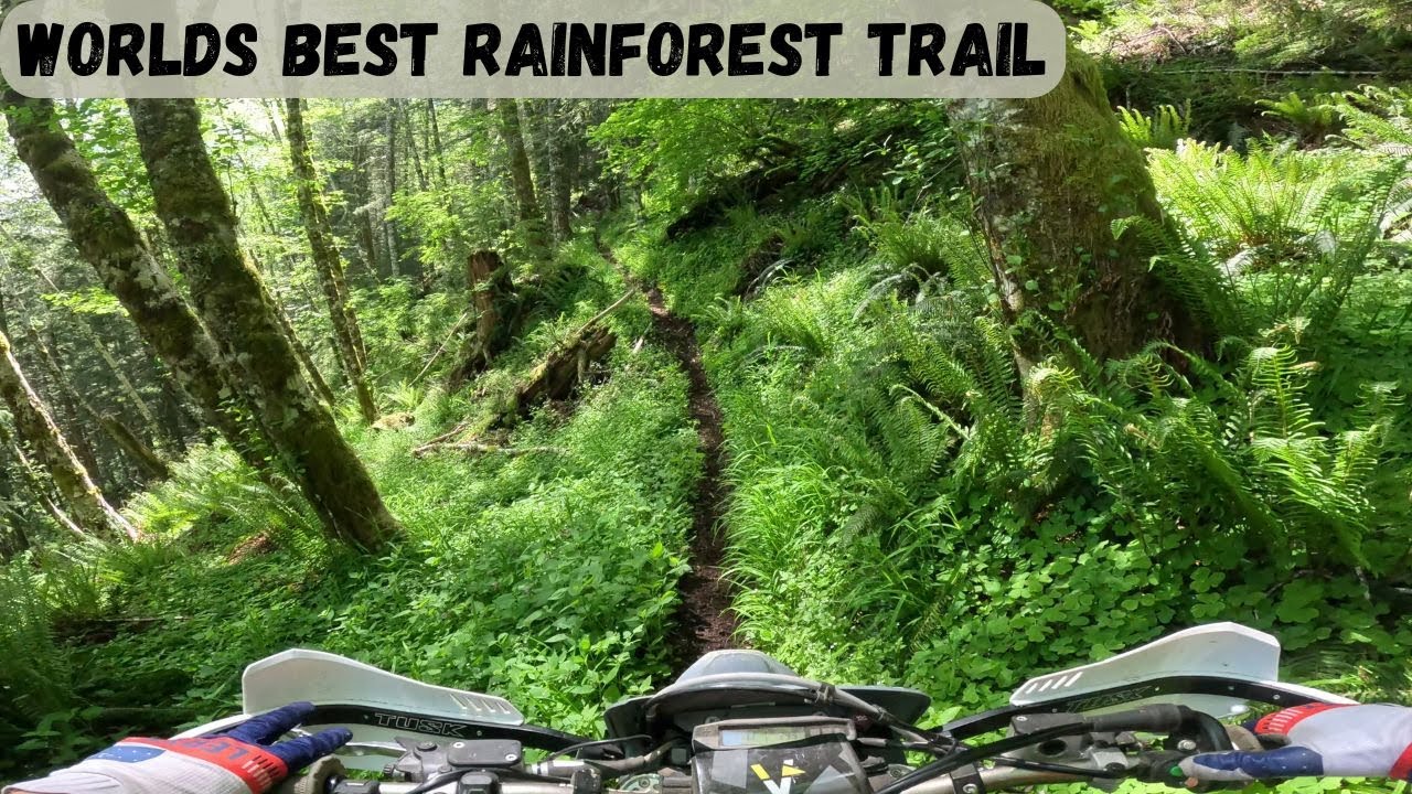 Worlds Best Rainforest Trail