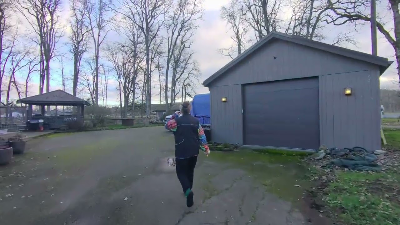 NASDA Shed Dog Level 1 with Kong the Irish Wolfhound 