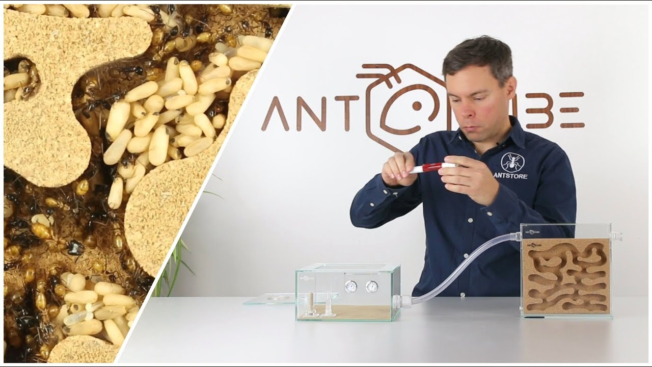 ANTCUBE Starter Set Kork für im Holz lebende Ameisen