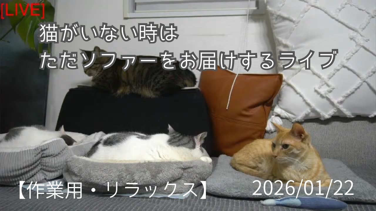 Relaxing Cat Live Stream 🐾 (猫の定点ライブ / 作業用)