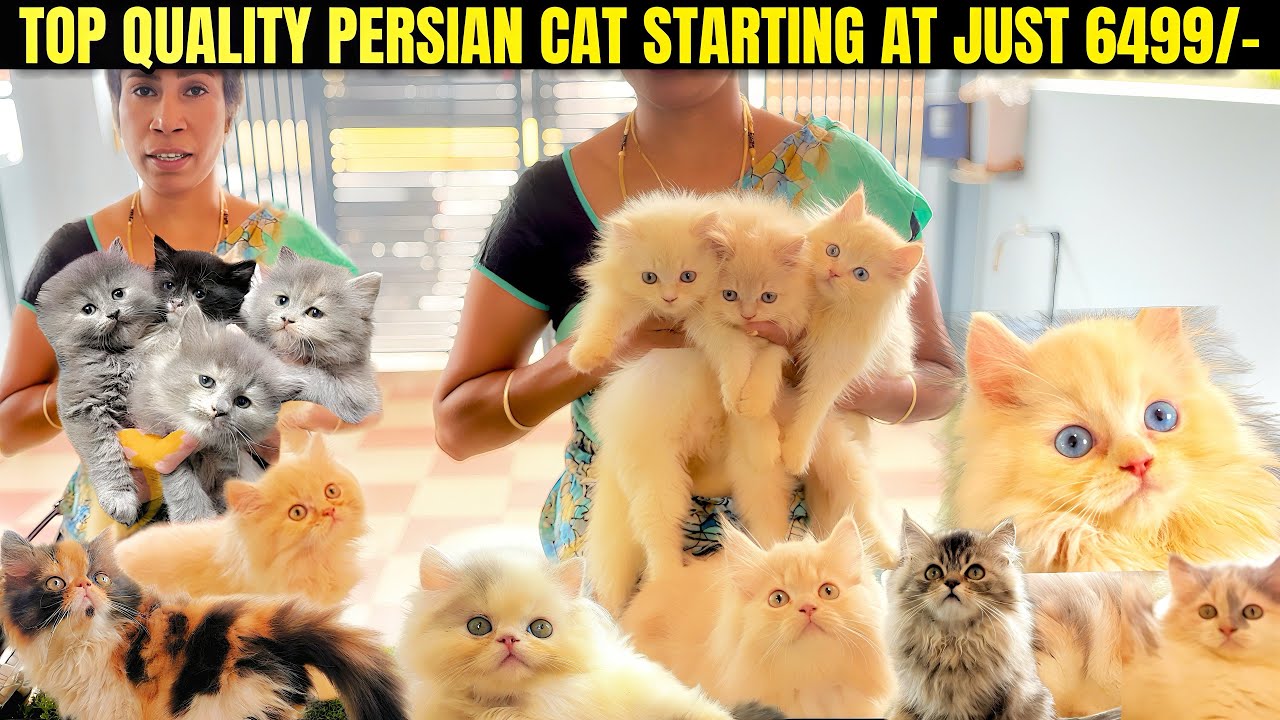 வெறும் 5999/- க்கு😱Persian cat|100+ collection in one video|ஒரு call 📱 பண்ணா போதும் வீடு தேடி வரும்🚚