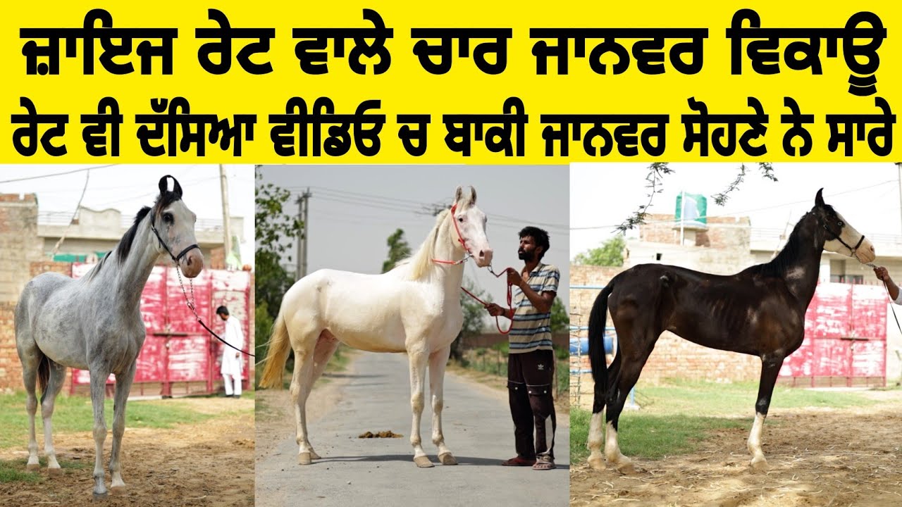 ਜ਼ਾਇਜ ਰੇਟ ਵਾਲੇ ਚਾਰ ਜਾਨਵਰ ਵਿਕਾਊ • ਰੇਟ ਵੀ ਦੱਸਿਆ ਵੀਡਿਓ ਚ ਬਾਕੀ ਜਾਨਵਰ ਸੋਹਣੇ ਨੇ ਸਾਰੇ