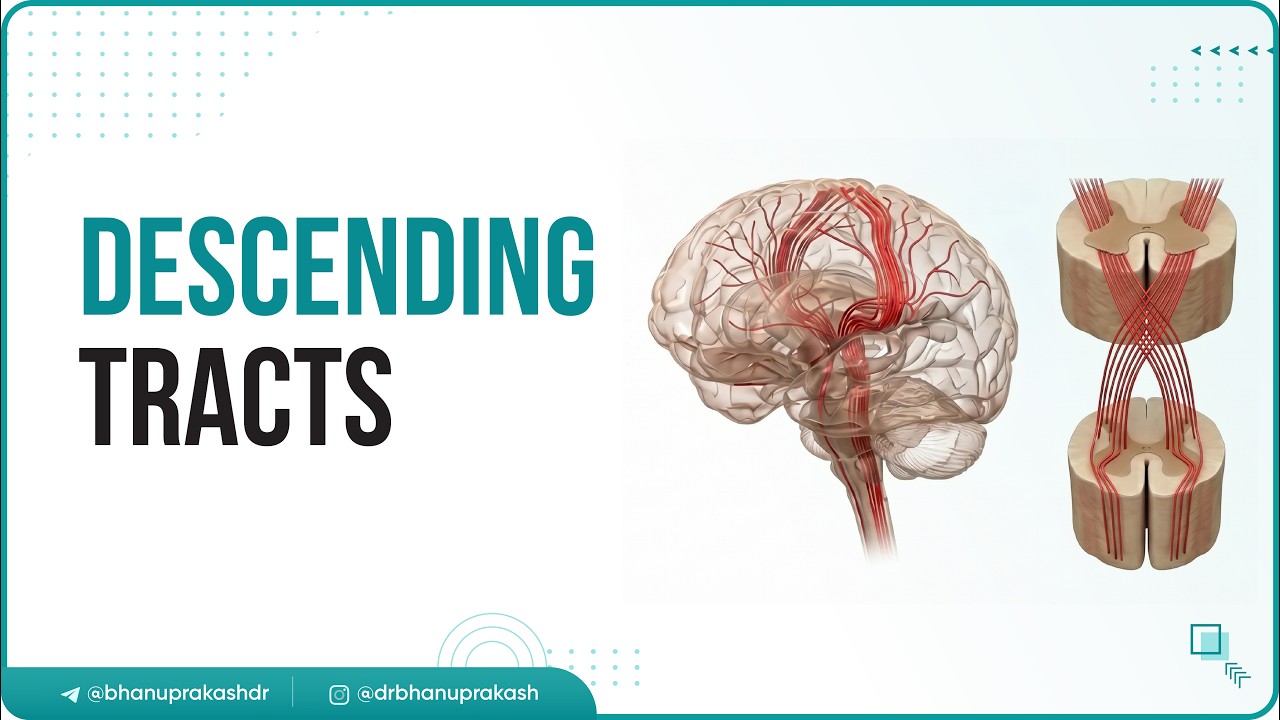 9. Нисходящие пути 🧠⚡ | Объяснение кортикоспинальных и экстрапирамидных путей | Двигательная нерв...