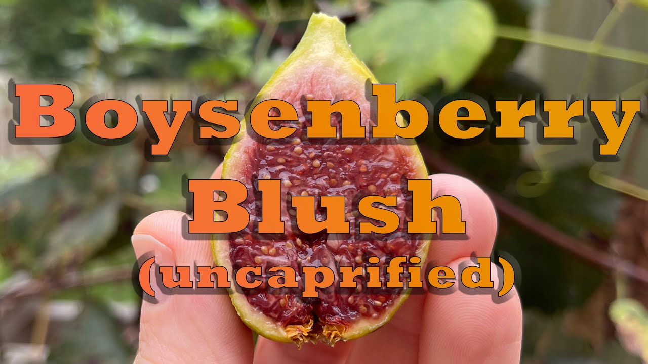 Fig Variety Review: Boysenberry Blush (10/15/21 Revision)