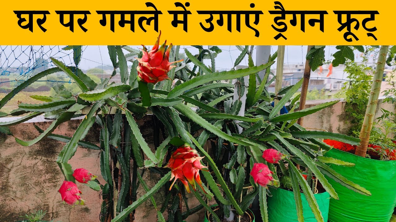 घर पर गमले में उगाएं ड्रैगन फ्रूट पौधे लगाने से लेकर फल तोड़ने तक का अपडेट | Dragon Fruit Kaise Ugaye