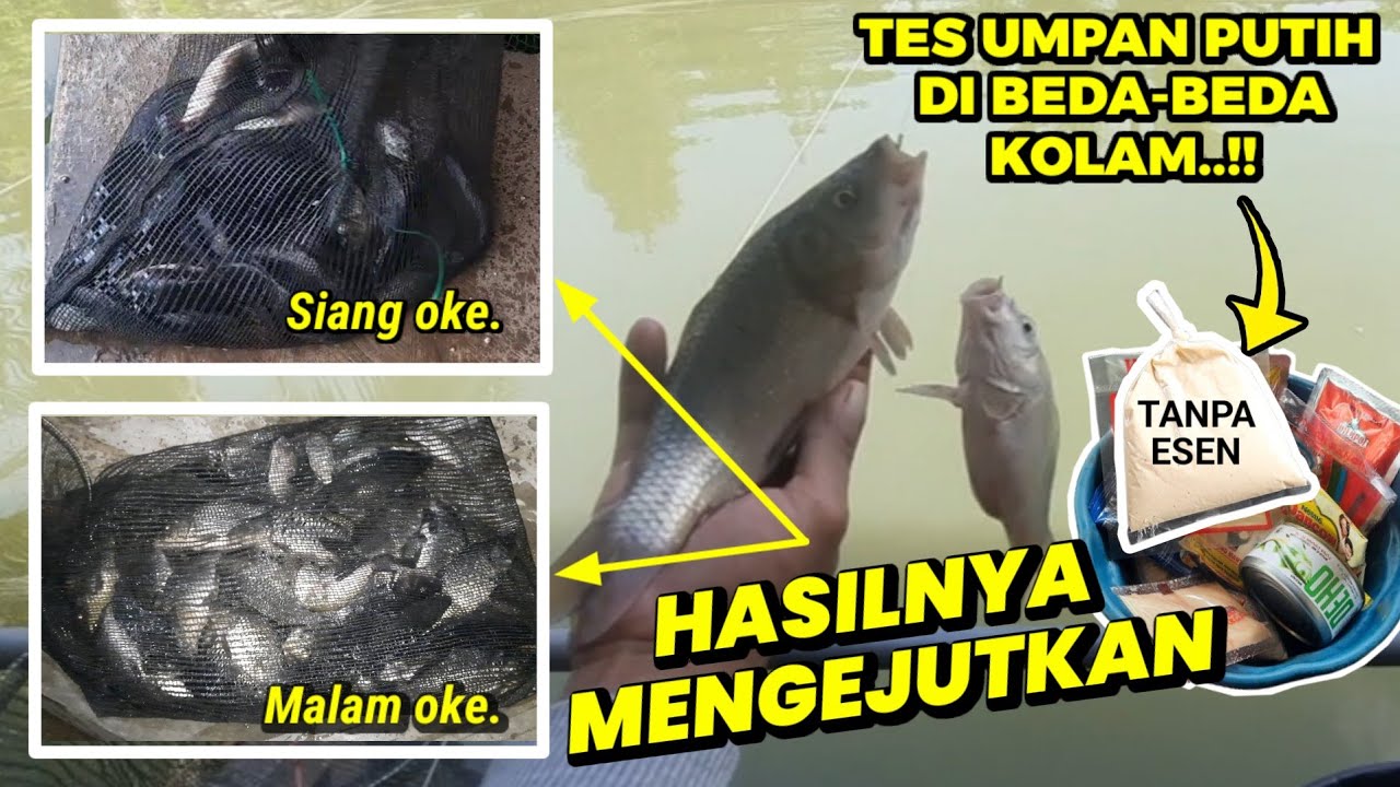 Hasilnya mengejutkan..‼️ Tes racikan umpan putih kukus ikan mas di beda-beda kolam.