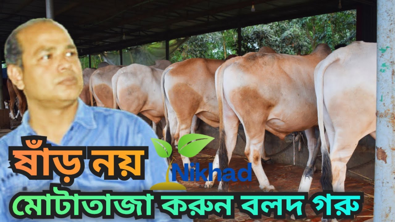 মোটাতাজা করনে বলদ গরু | মোটাতাজার জন্য গরু নির্বাচন | Nikhad Agro Village