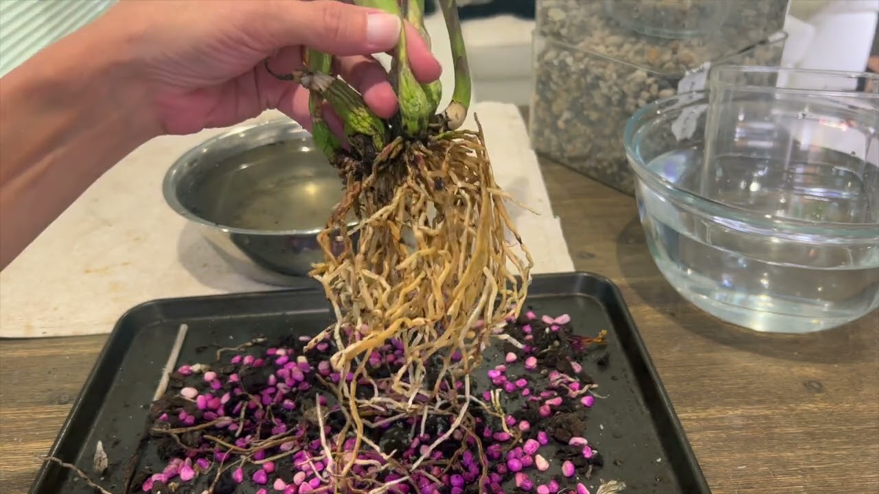 Encyclia alata repot