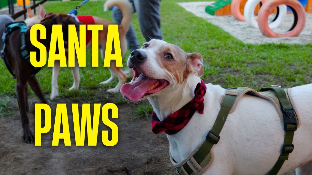 A Christmas Day at the Dog Park | A Cozy, Relaxing Dog Vlog (No Talking)