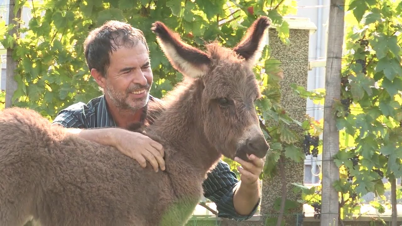Imamo rešenje ep. 68 14.09.2020. Uzgoj magaraca, magareće mleko, Bobovo