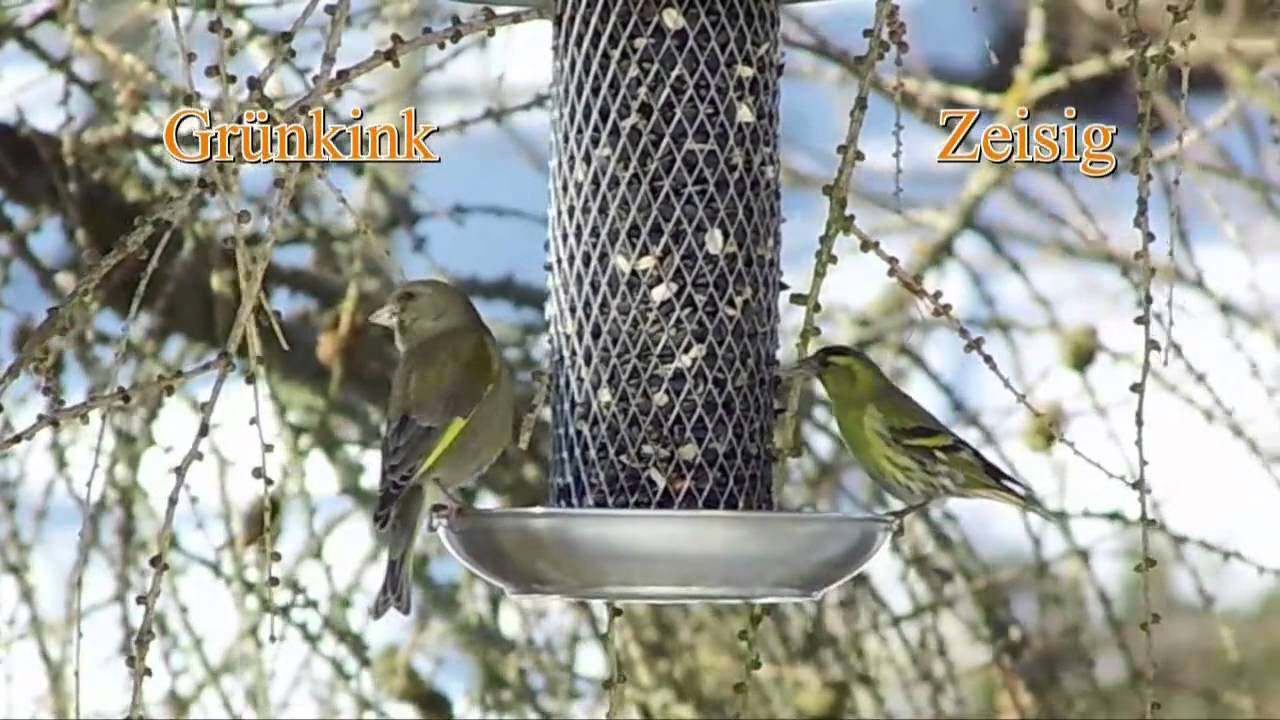 Vögel im Garten-Ganzjahresfütterung JA oder NEIN