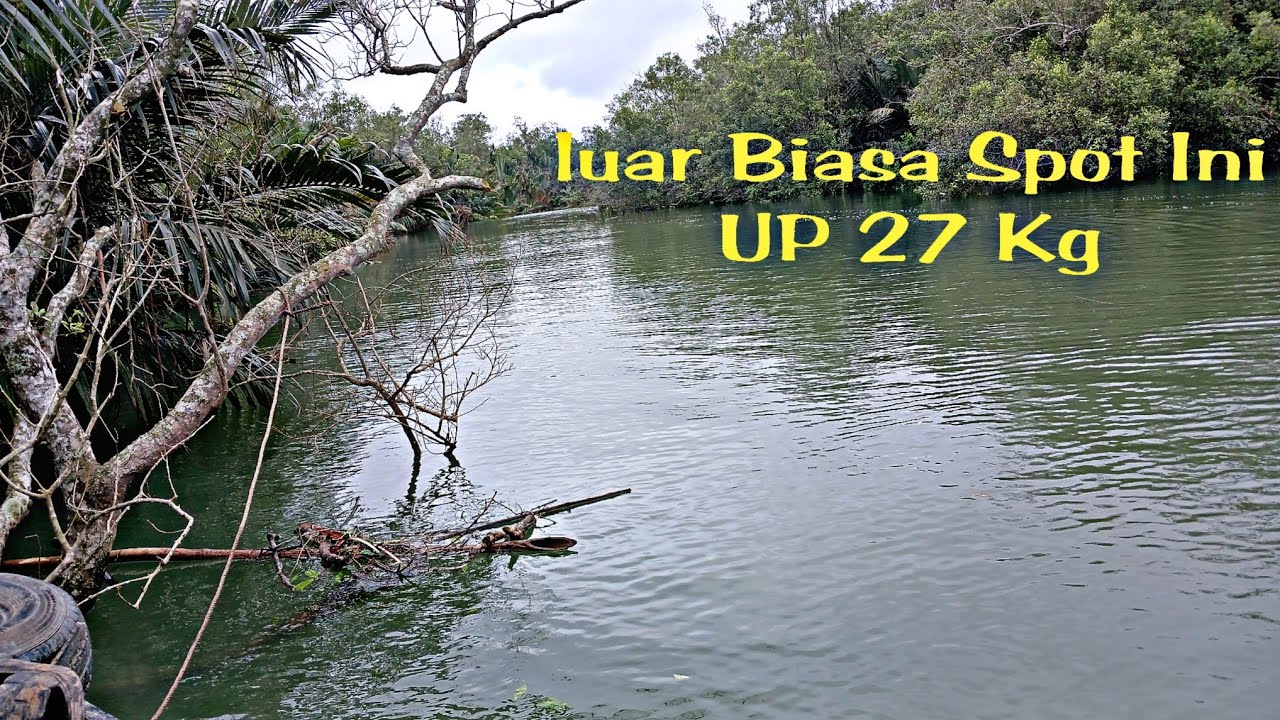 mancing ikan sembilang dimuara sampai kualahan
