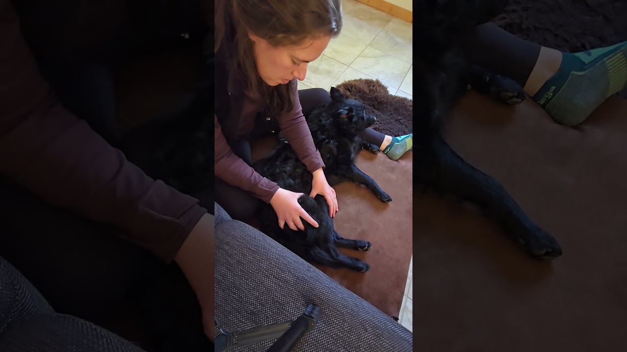 Mudi Mezcal finally relaxes for his dog massage! 2nd trigger point massage