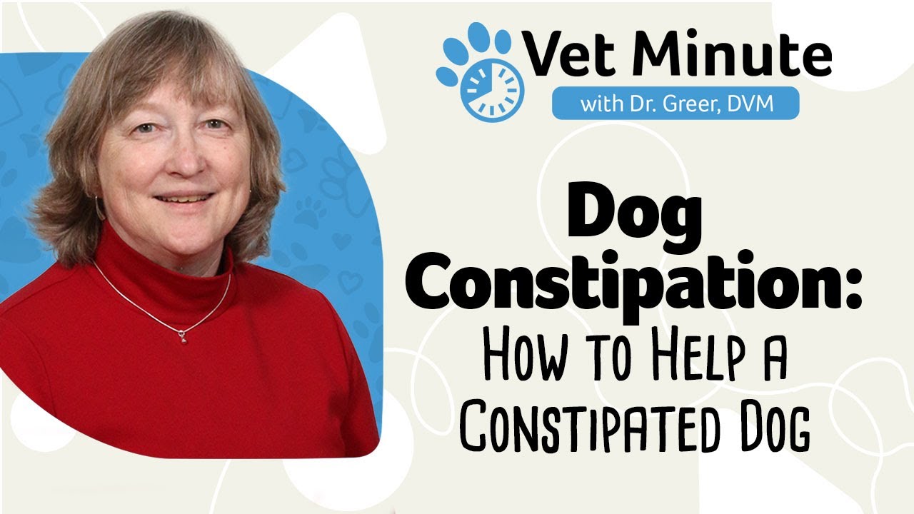 Vet Minute: How to Help a Constipated Dog
